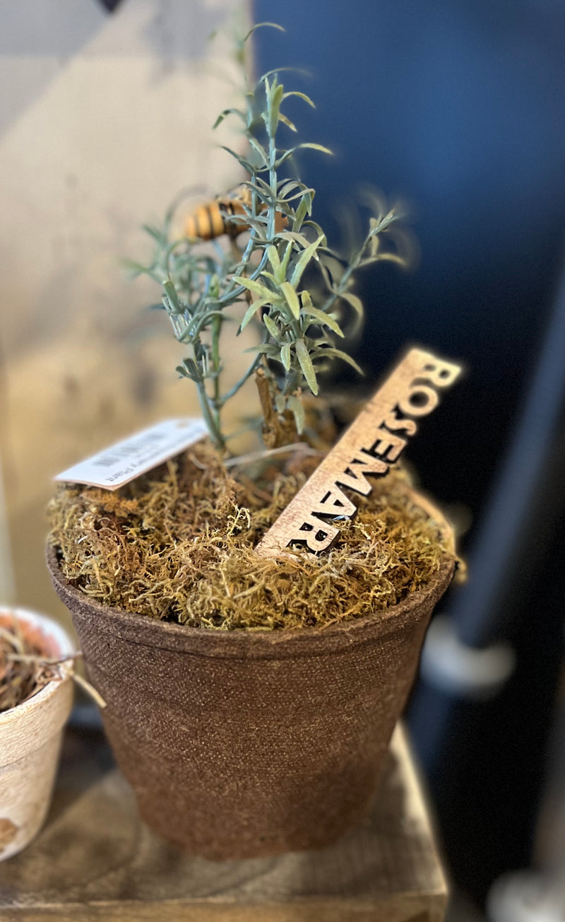 Potted Rosemary Plant