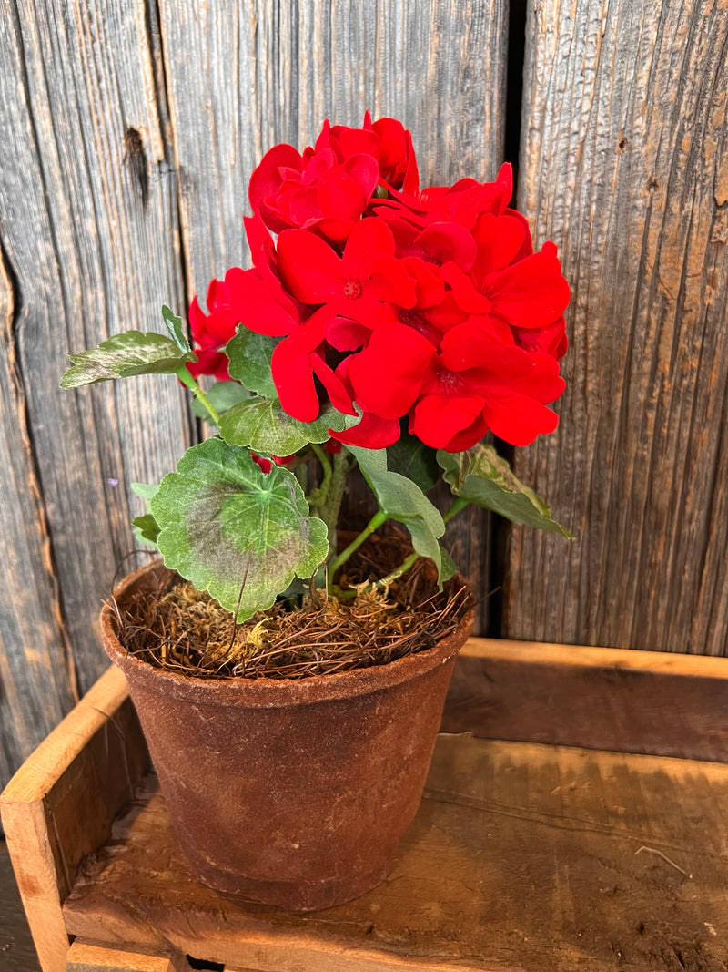 Potted Geranium