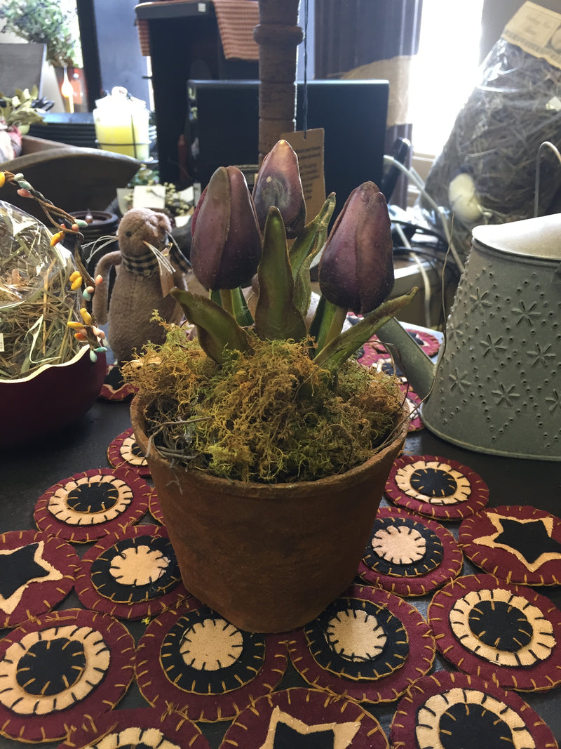 Purple Tulip In Cinnamon Covered Pot
